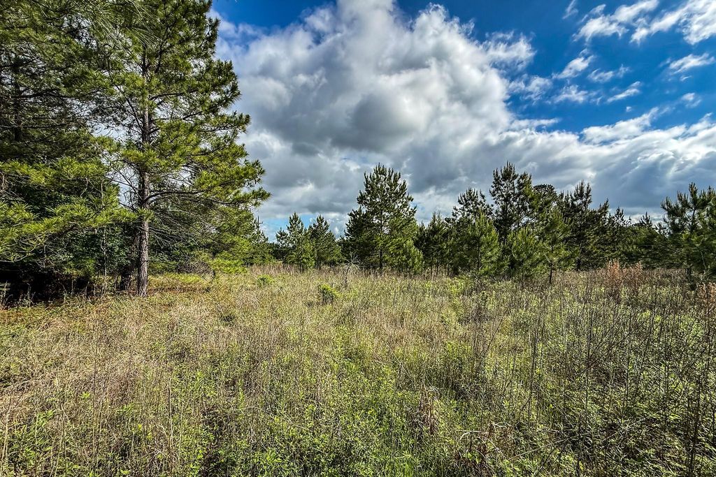 Pine forest on the property