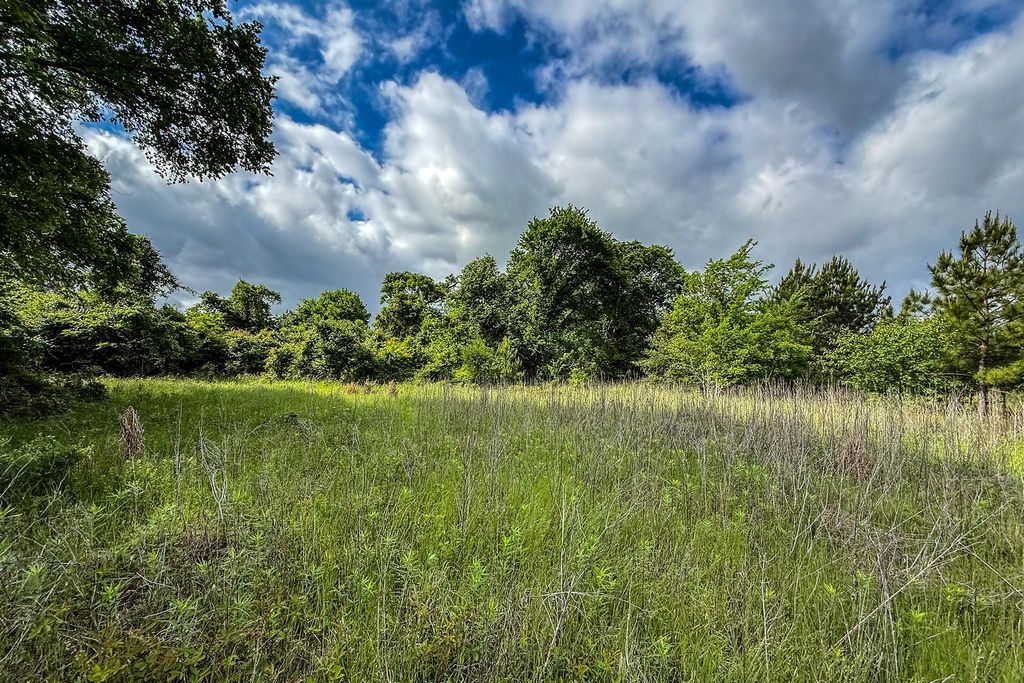 Open meadow with trees