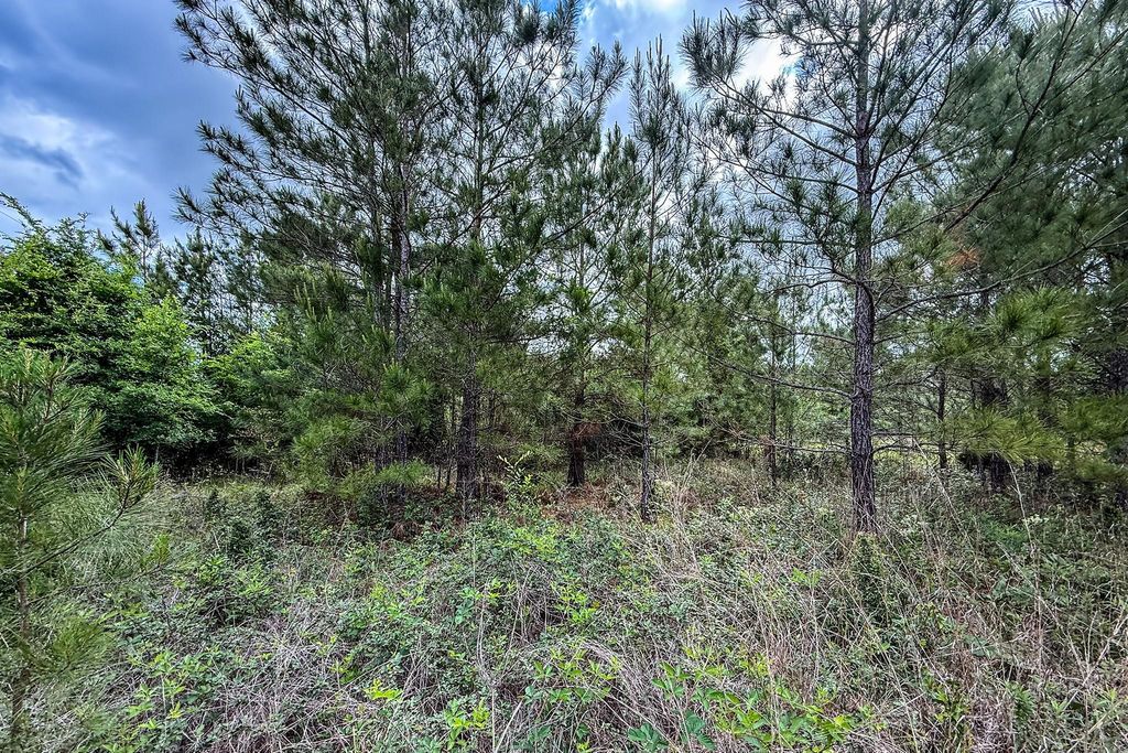Young pine stand