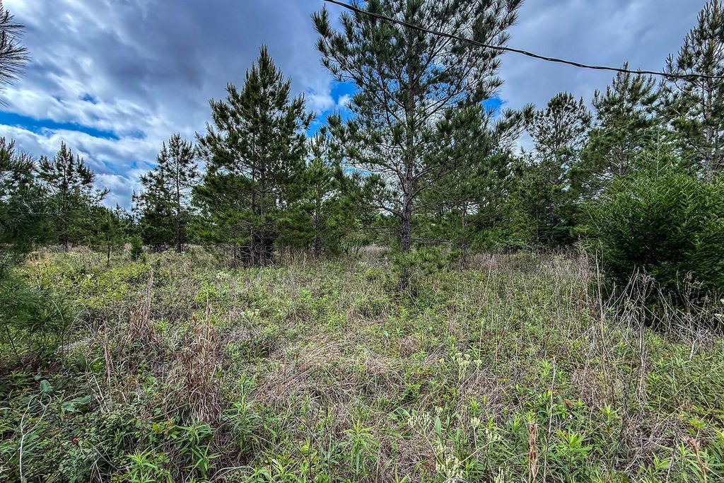 Pines under Texas sky
