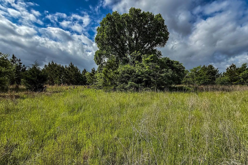 Lone tree in the meadow